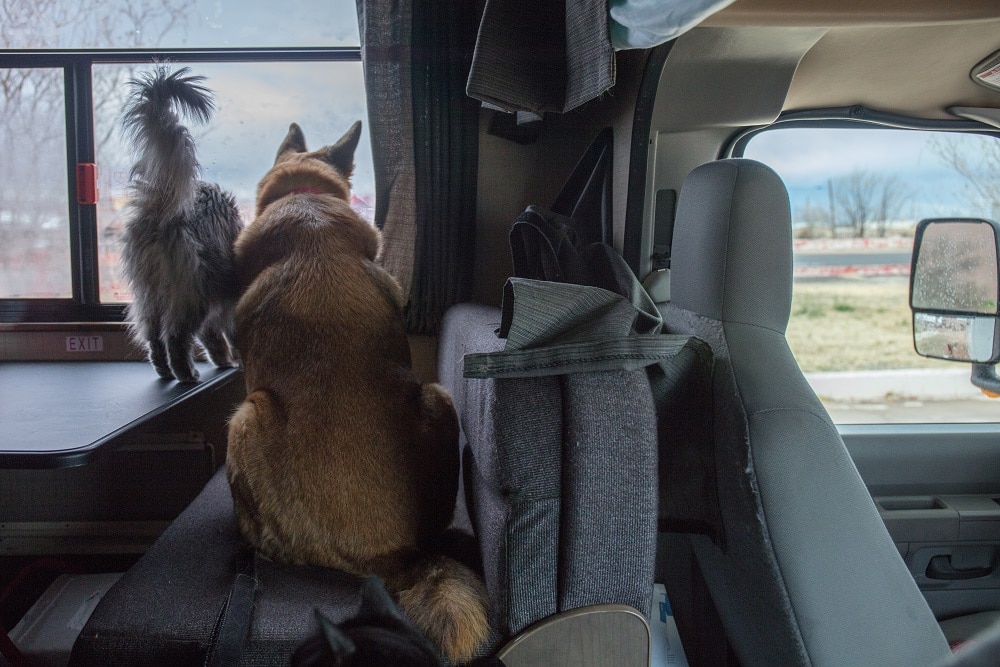 dog and cat in RV 