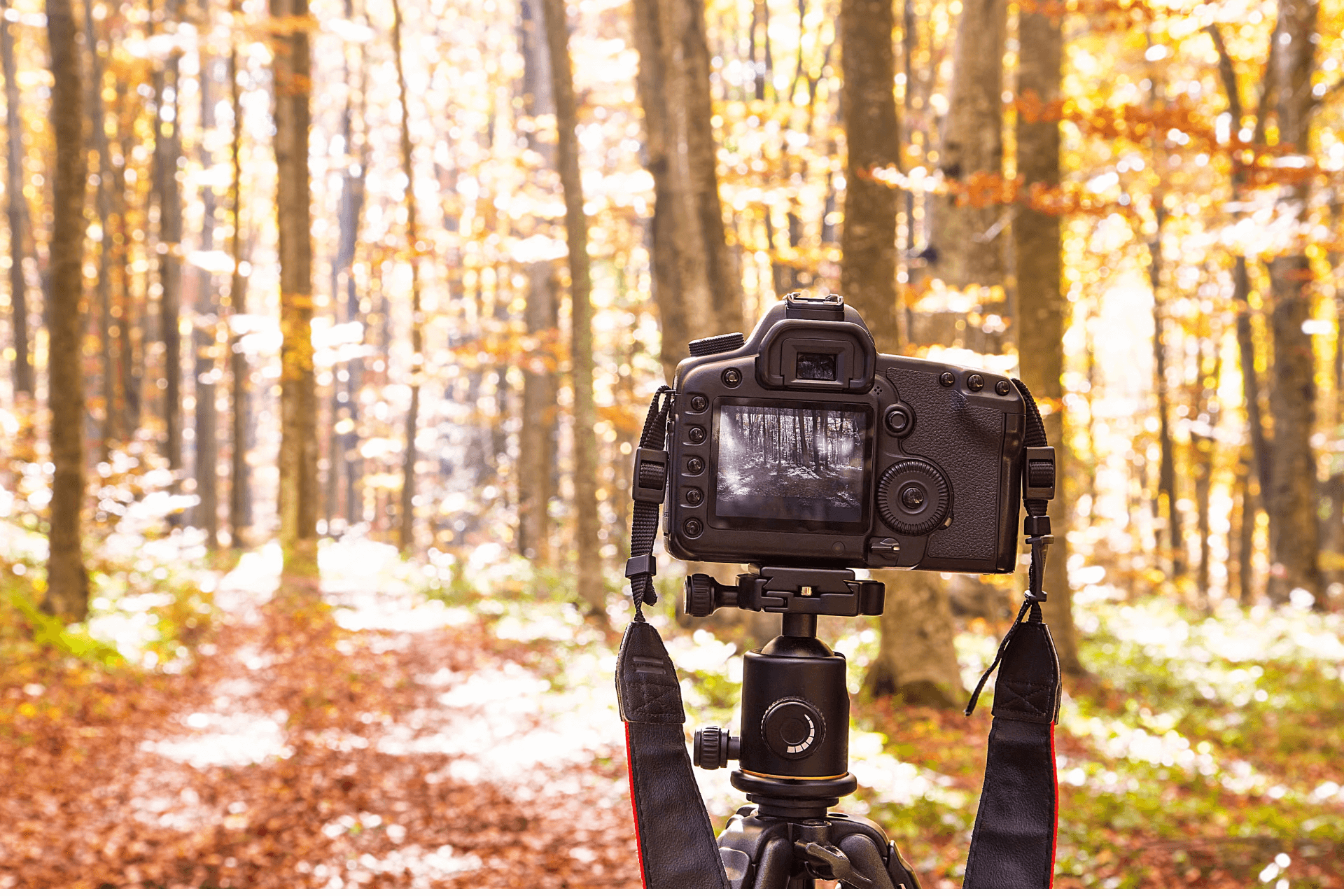 5 Nature Photography Best Practices to Follow in 2023