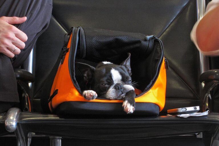 How Do You Travel With A Dog On A Budget?