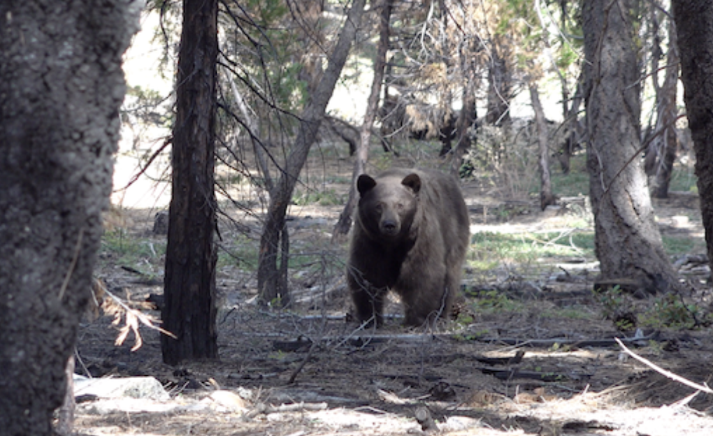 Ways to protect yourself from wild animals while camping ...