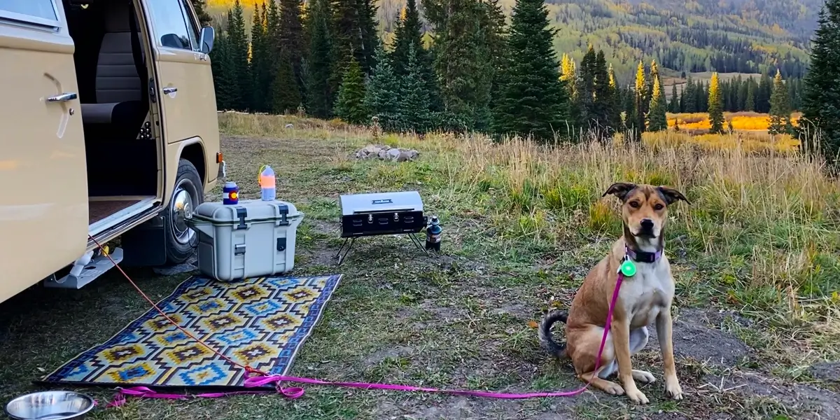 Camping with Dogs: Everything You Need to Know